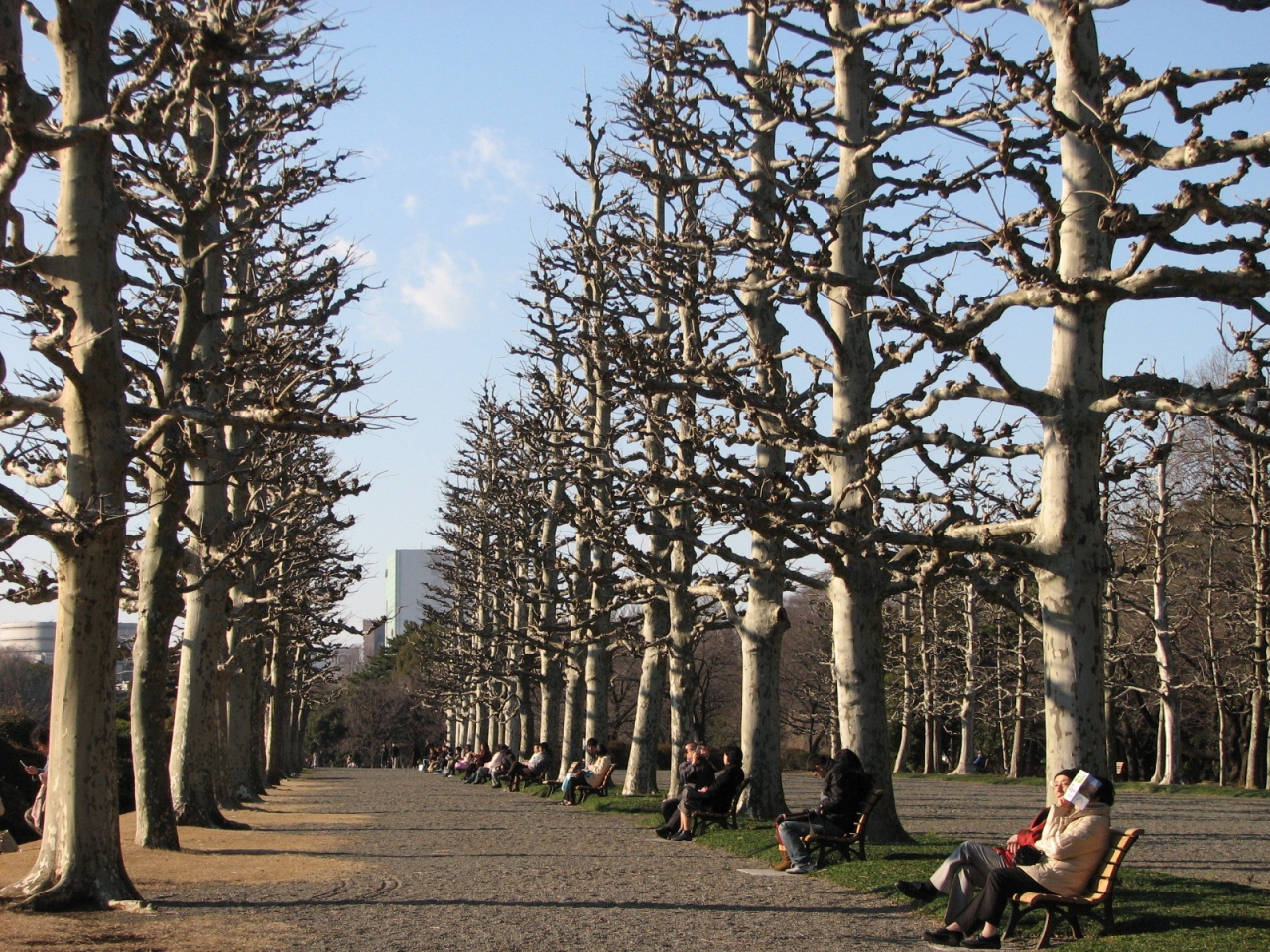 久しぶりに新宿御苑を訪問 その フランス式整形庭園 大木戸門まで 東京の旅行記 ブログ By Tsunetaさん フォートラベル