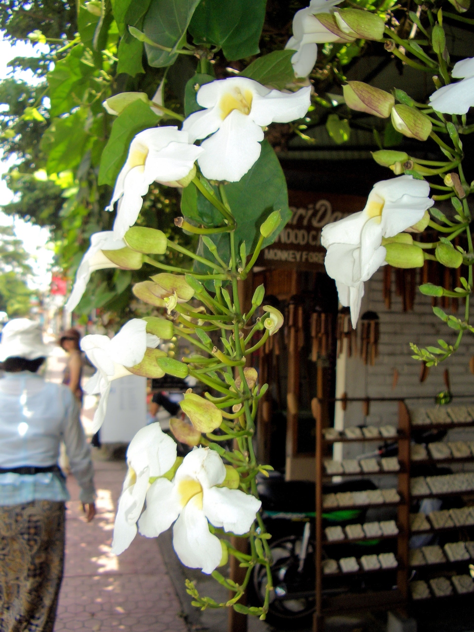 バリ島 ウブドに One Day Trip 1月30日tue バリ島 インドネシア の旅行記 ブログ By バリっ子さん フォートラベル バリ島 ウブドに One Day Trip 1月30日tue バリ島 インドネシア の旅行記 ブログ By バリっ子さん フォートラベル