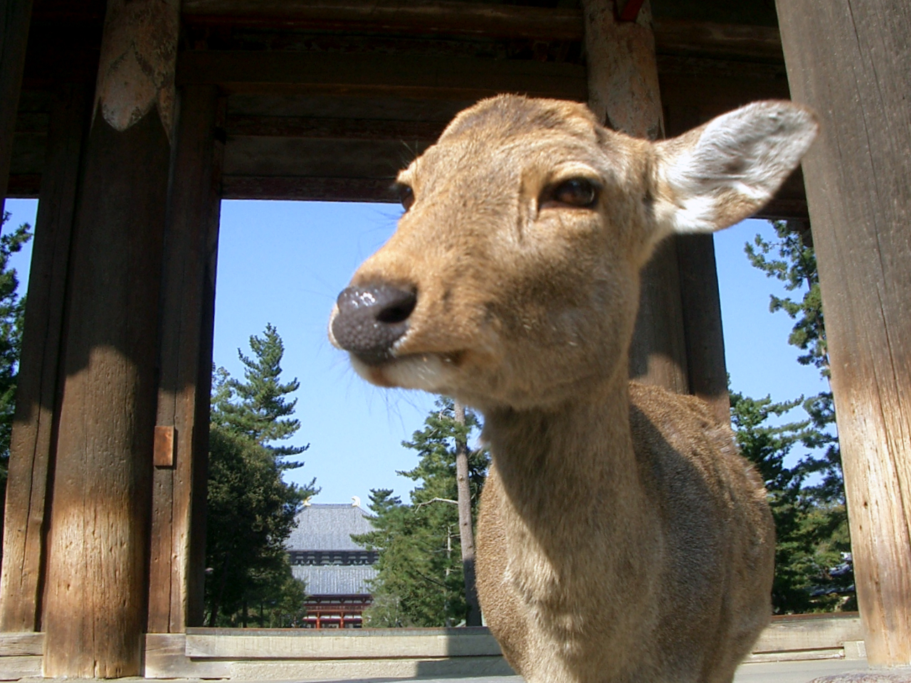 近畿旅行2日目 ふんふんふーん鹿のふんー 奈良市 奈良県 の旅行記 ブログ By みっちさん フォートラベル 近畿旅行2日目 ふんふんふーん鹿のふんー 奈良市 奈良県 の旅行記 ブログ By みっちさん フォートラベル