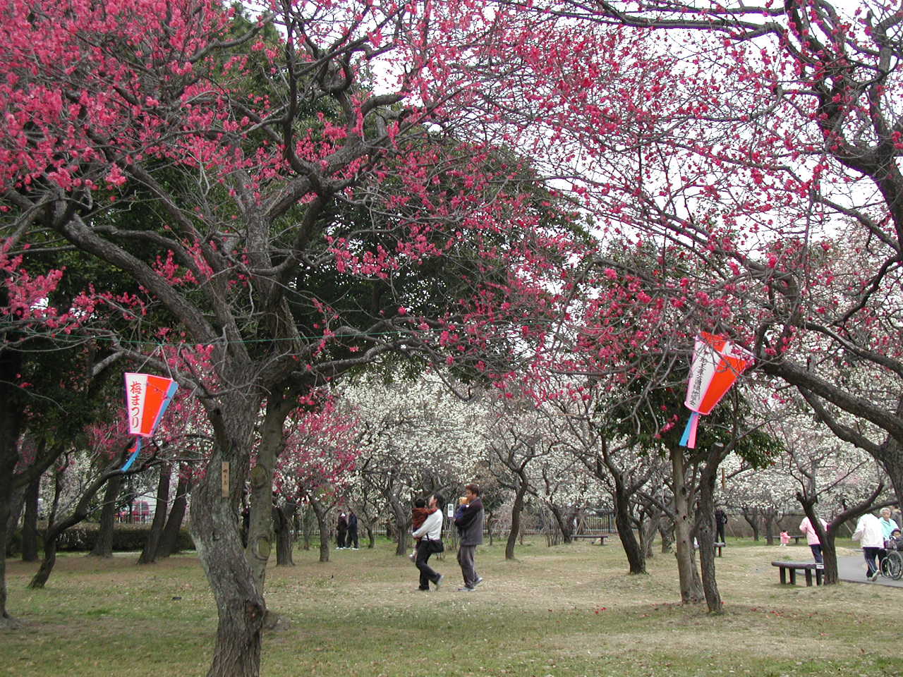 大宮第二公園の梅林へ 大宮 埼玉県 の旅行記 ブログ By いっちゃんさん フォートラベル