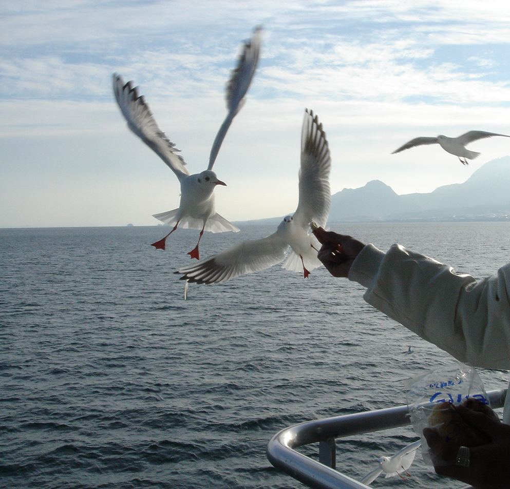 フェリーに乗って カモメと行く島原の旅 島原 長崎県 の旅行記 ブログ By みとさん フォートラベル フェリーに乗って カモメと行く島原の旅 島原 長崎県 の旅行記 ブログ By みとさん フォートラベル