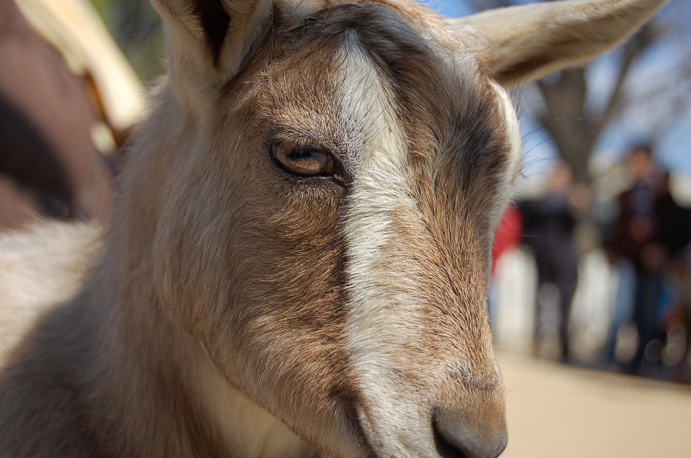 王子動物園de動物万歳 兵庫県の旅行記 ブログ By Kurapiさん フォートラベル