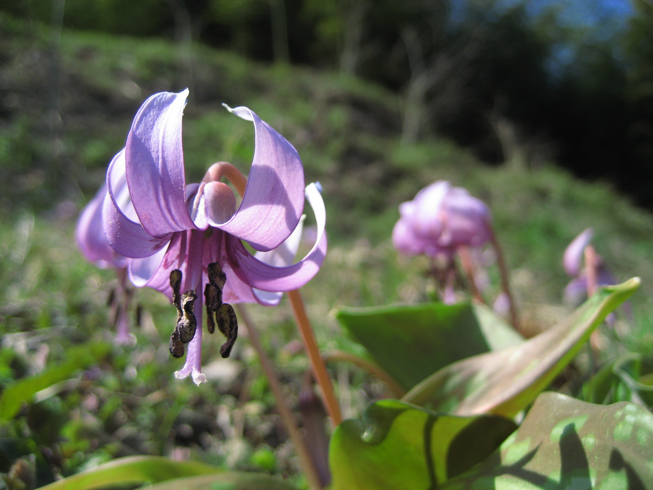 小川町のカタクリの里を訪ねて ３ クライマックス 本命のカタクリの花 完 小川 嵐山 埼玉県 の旅行記 ブログ By まみさん フォートラベル