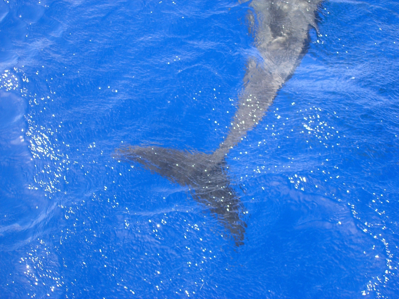 クジラと遊ぶguam グアム グアム の旅行記 ブログ By キャプテンｋさん フォートラベル