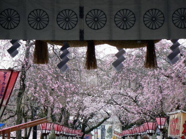 今週末 見頃を迎える三嶋大社の桜 ２００７年 3 15 木 本日3 29 木 の桜 三島 静岡県 の旅行記 ブログ By ミシマさん フォートラベル