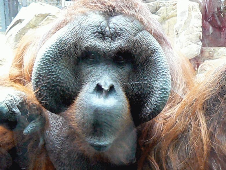 ８ 多摩動物公園 間近に見る珍しい動物達 日野 昭島 東京 の旅行記 ブログ By ミシマさん フォートラベル