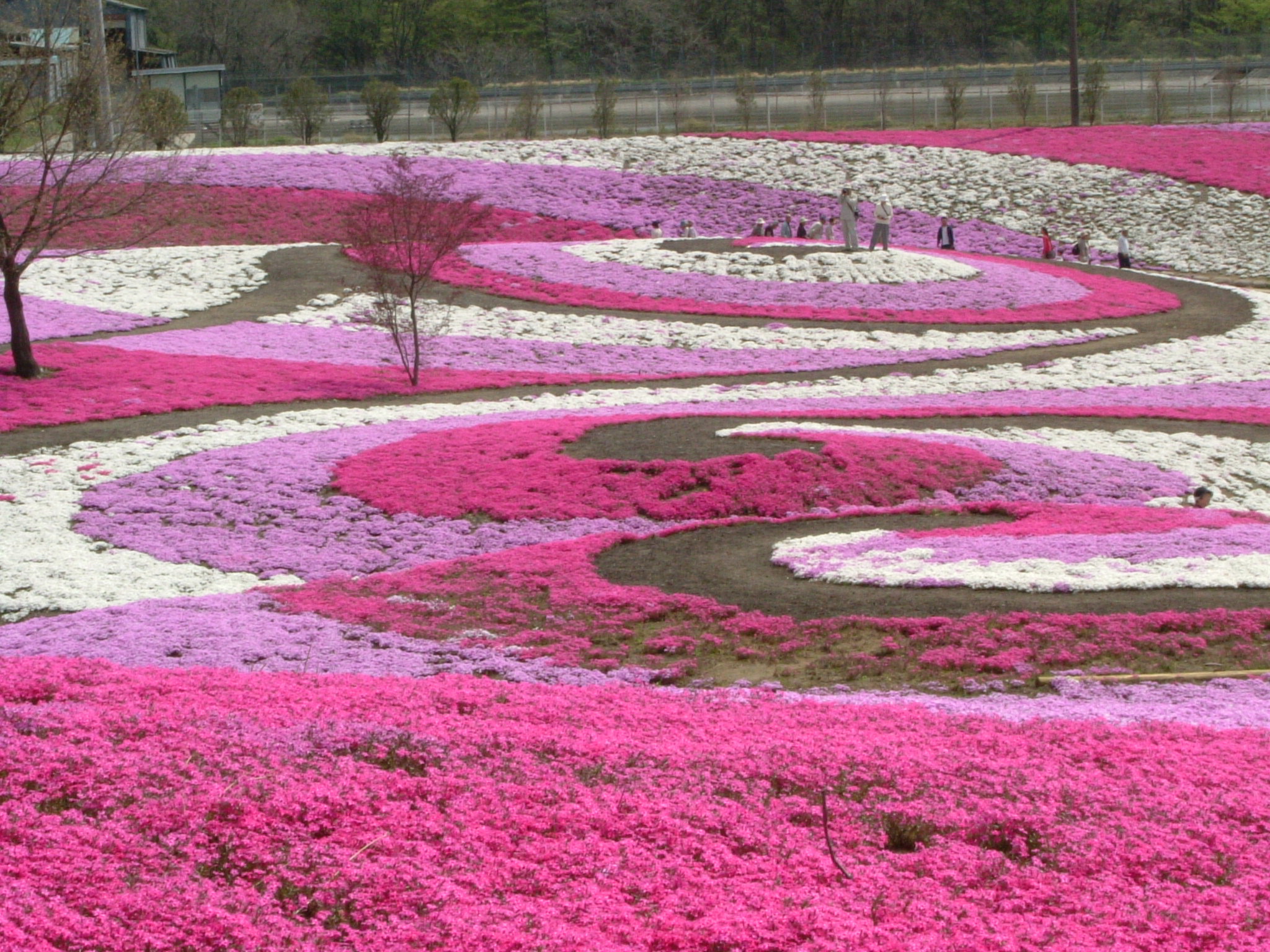 みさと芝桜公園 群馬県の旅行記 ブログ By Ohchanさん フォートラベル みさと芝桜公園 群馬県の旅行記 ブログ By Ohchanさん フォートラベル