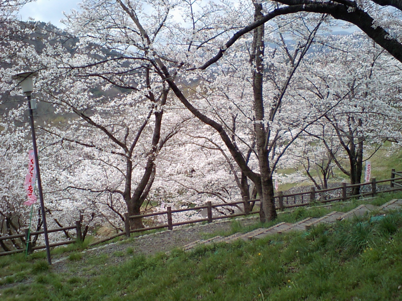 大法師公園の桜 甲府 山梨県 の旅行記 ブログ By Kt714さん フォートラベル 大法師公園の桜 甲府 山梨県 の旅行記 ブログ By Kt714さん フォートラベル