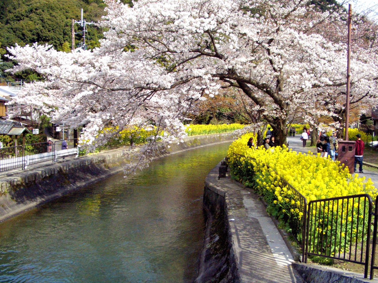 山科疎水の桜 山科 京都 の旅行記 ブログ By バリっ子さん フォートラベル 山科疎水の桜 山科 京都 の旅行記 ブログ By バリっ子さん フォートラベル
