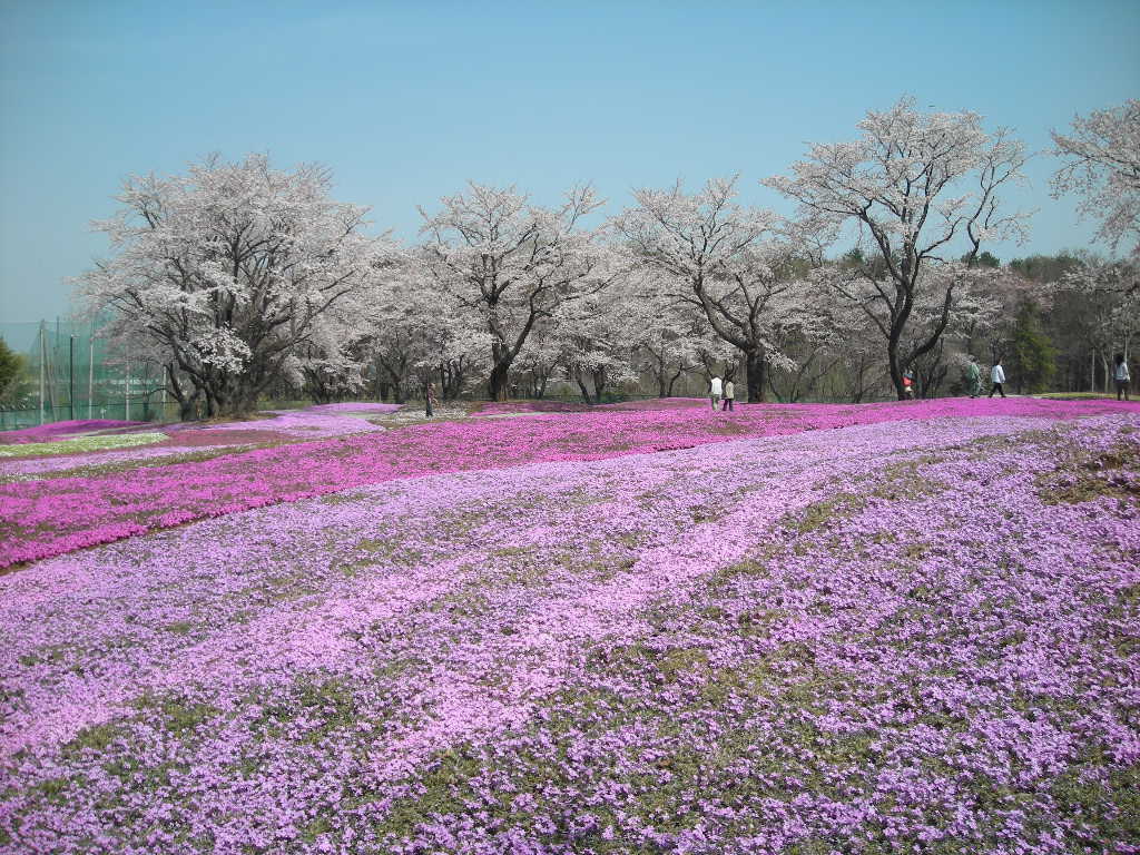 春 桜旅 館林 幸手まで 群馬県の旅行記 ブログ By まゆっくさん フォートラベル