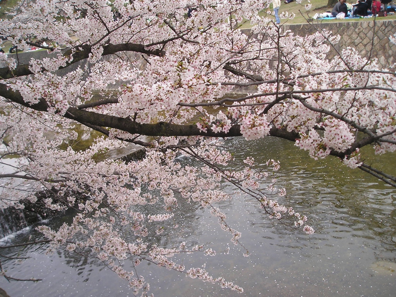 さくら夙川 西宮 芦屋 兵庫県 の旅行記 ブログ By Rayさん フォートラベル