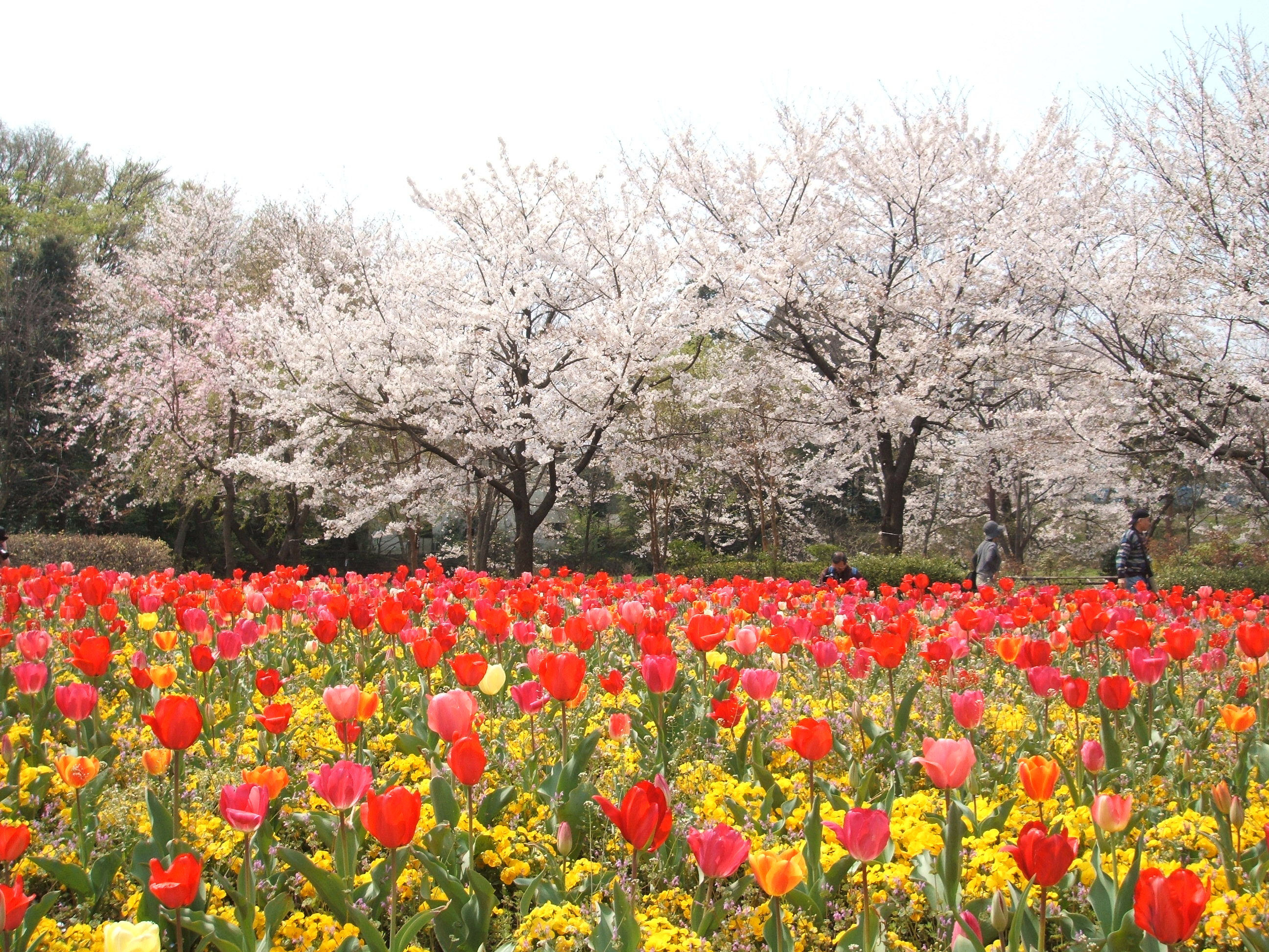 花の丘公園 埼玉県の旅行記 ブログ By Katsuinoueさん フォートラベル