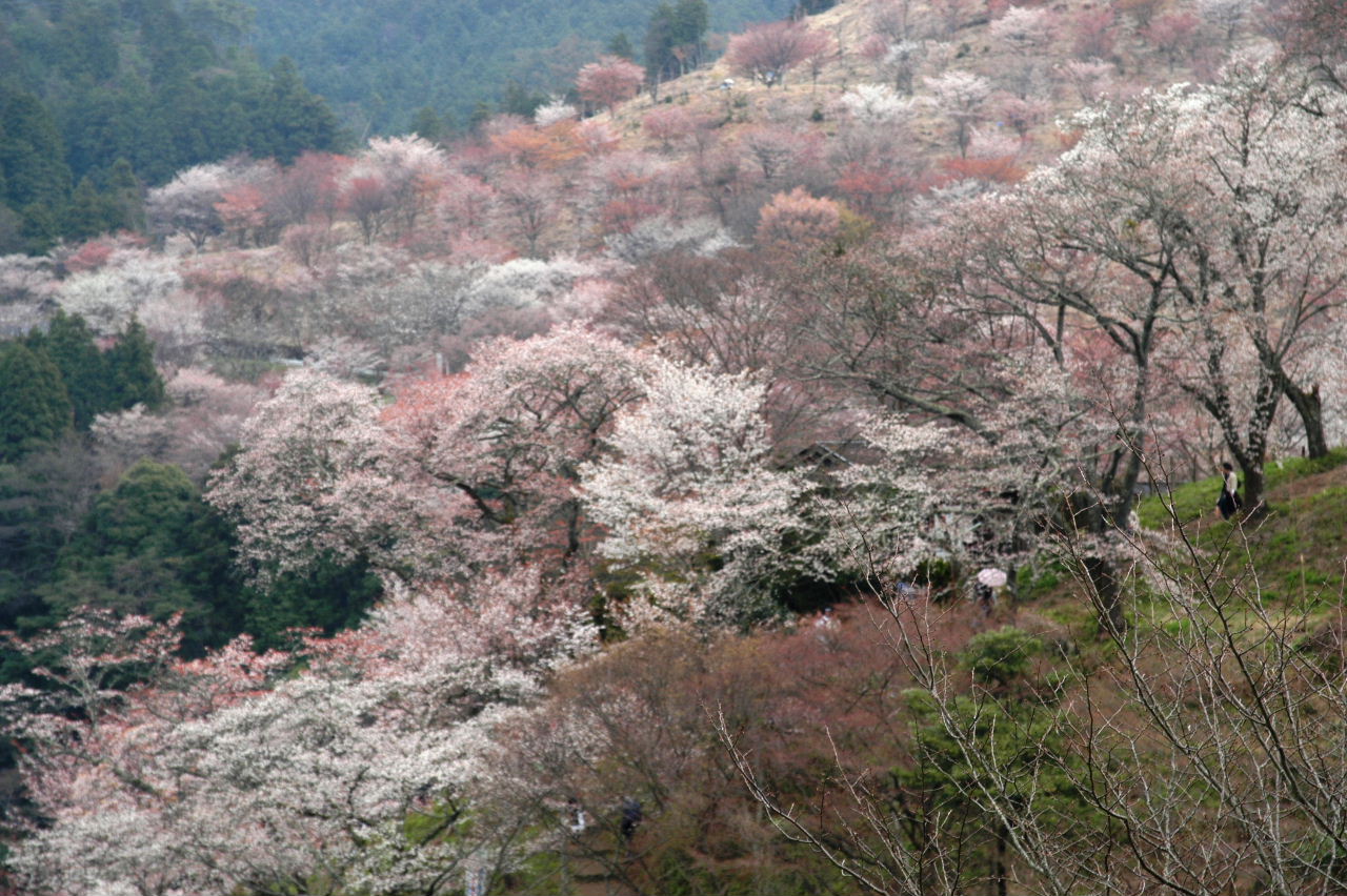 吉野山のサクラ 吉野 奈良県 の旅行記 ブログ By Punchmsさん フォートラベル