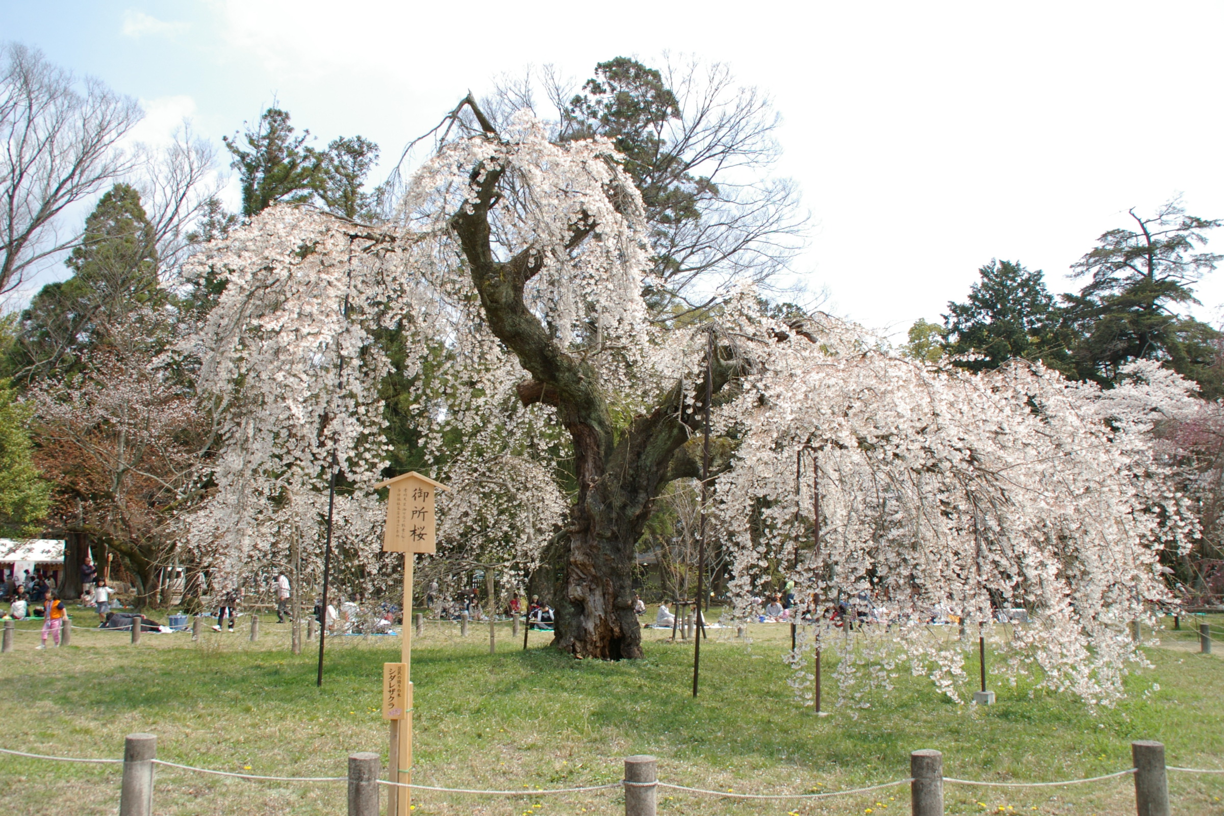 春 桜 京都 その１ 下鴨 宝ヶ池 平安神宮 京都 の旅行記 ブログ By Morino296さん フォートラベル