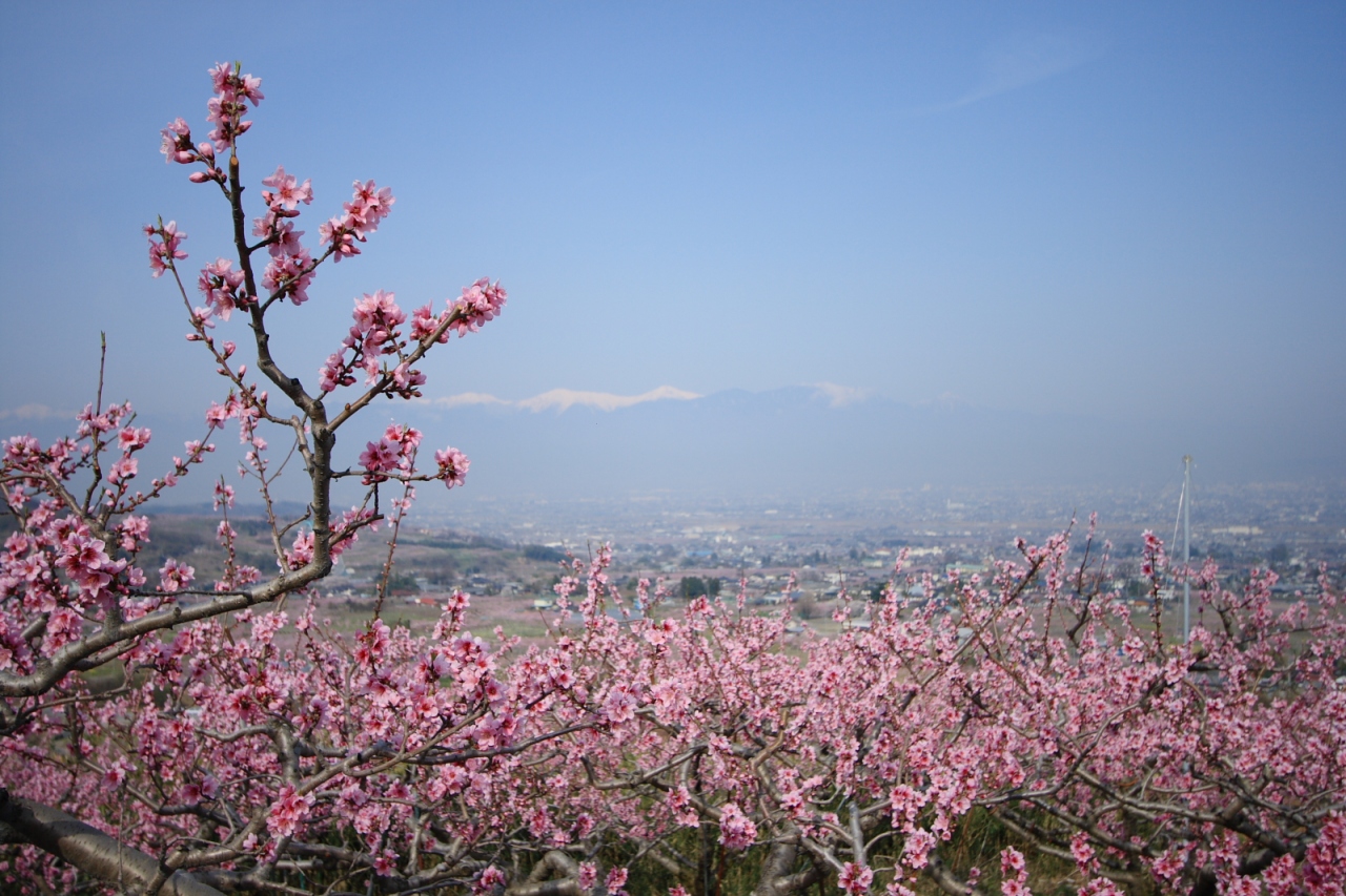 ピンクの絨毯 山梨県笛吹市の素晴らしい満開の桃の花 その2 笛吹 山梨県 の旅行記 ブログ By Planetgingaさん フォートラベル ピンクの絨毯 山梨県笛吹市の素晴らしい満開の桃の花 その2 笛吹 山梨県 の旅行記 ブログ By Planetgingaさん フォートラベル