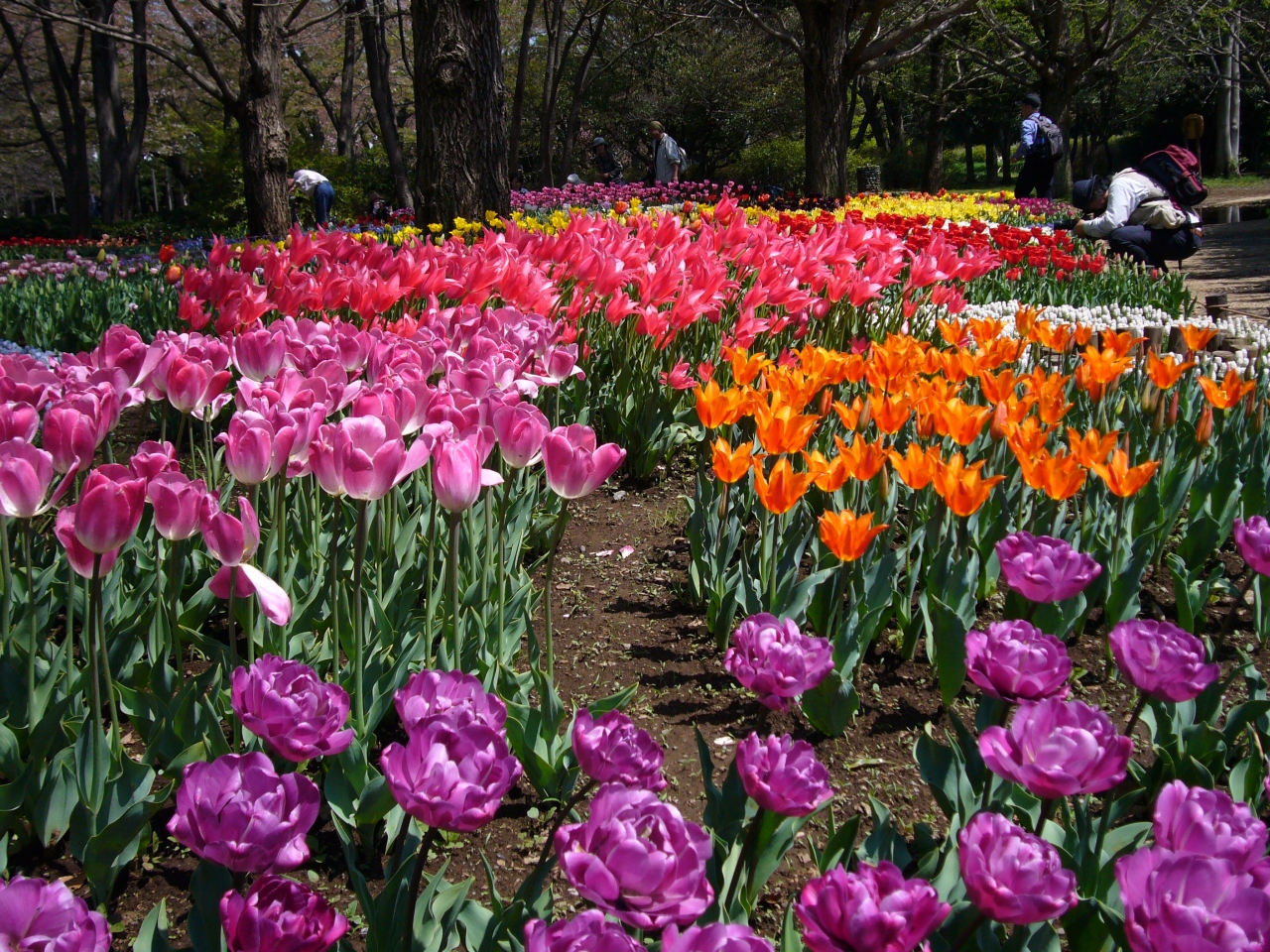 春色に誘われて In昭和記念公園 立川 東京 の旅行記 ブログ By 子狸ポンタさん フォートラベル