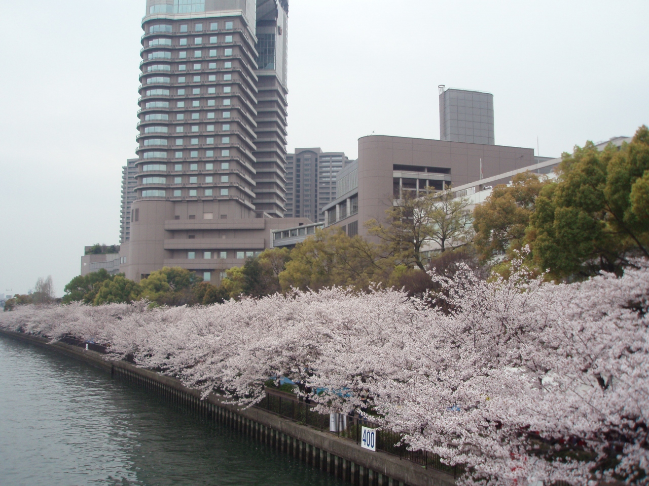 大阪 お 花見