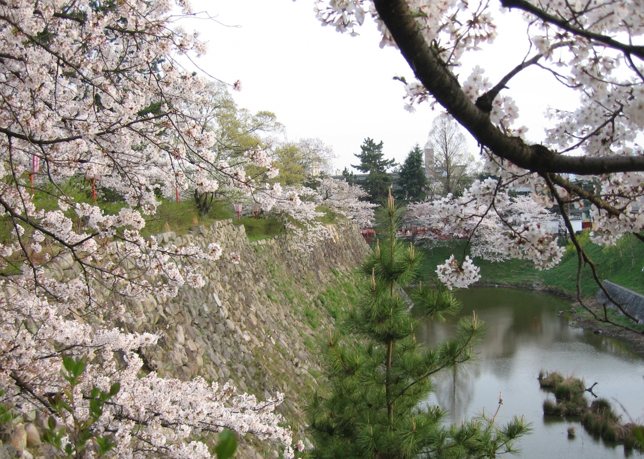 桜花爛漫 大和郡山城 大和郡山 田原本 奈良県 の旅行記 ブログ By Akkiyさん フォートラベル 桜花爛漫 大和郡山城 大和郡山 田原本 奈良県 の旅行記 ブログ By Akkiyさん フォートラベル