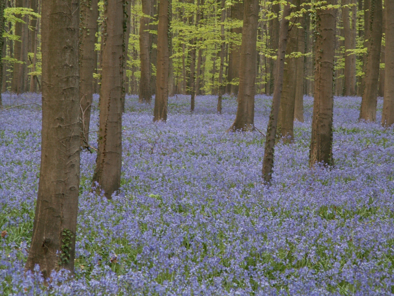 青紫の花の絨毯 ブルーベルが咲き誇る森へようこそ その他の観光地 ベルギー の旅行記 ブログ By 欧州旅行隊さん フォートラベル