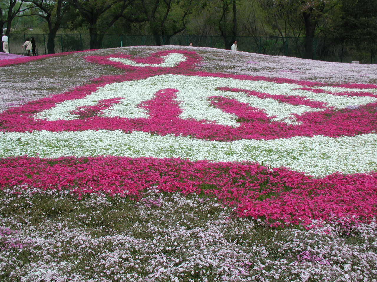 館林市を散策 野鳥の森フラワーガーデンの芝桜 館林 群馬県 の旅行記 ブログ By いっちゃんさん フォートラベル 館林市を散策 野鳥の森フラワーガーデンの芝桜 館林 群馬県 の旅行記 ブログ By いっちゃんさん フォートラベル