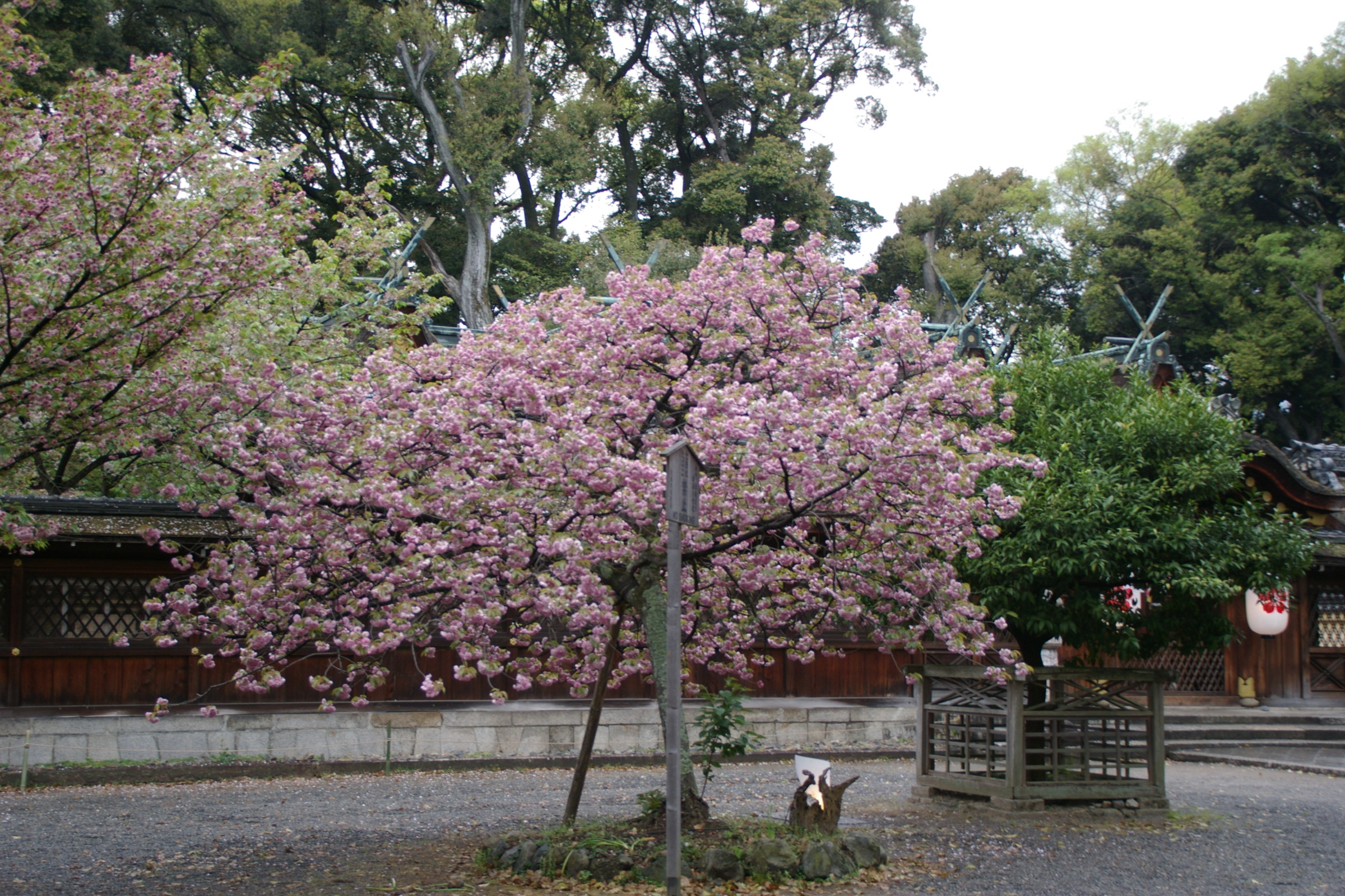 京都 平野神社 桜の見納め 今出川 北大路 北野 京都 の旅行記 ブログ By Morino296さん フォートラベル 京都 平野神社 桜の見納め 今出川 北大路 北野 京都 の旅行記 ブログ By Morino296さん フォートラベル