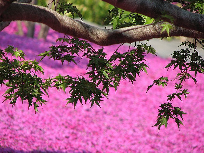 港区 三田三丁目 芝桜ー 三田 田町 芝浦 東京 の旅行記 ブログ By 義臣さん フォートラベル