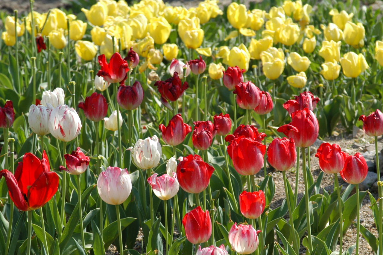 近江富士花緑公園 野洲 竜王 滋賀県 の旅行記 ブログ By Punchmsさん フォートラベル