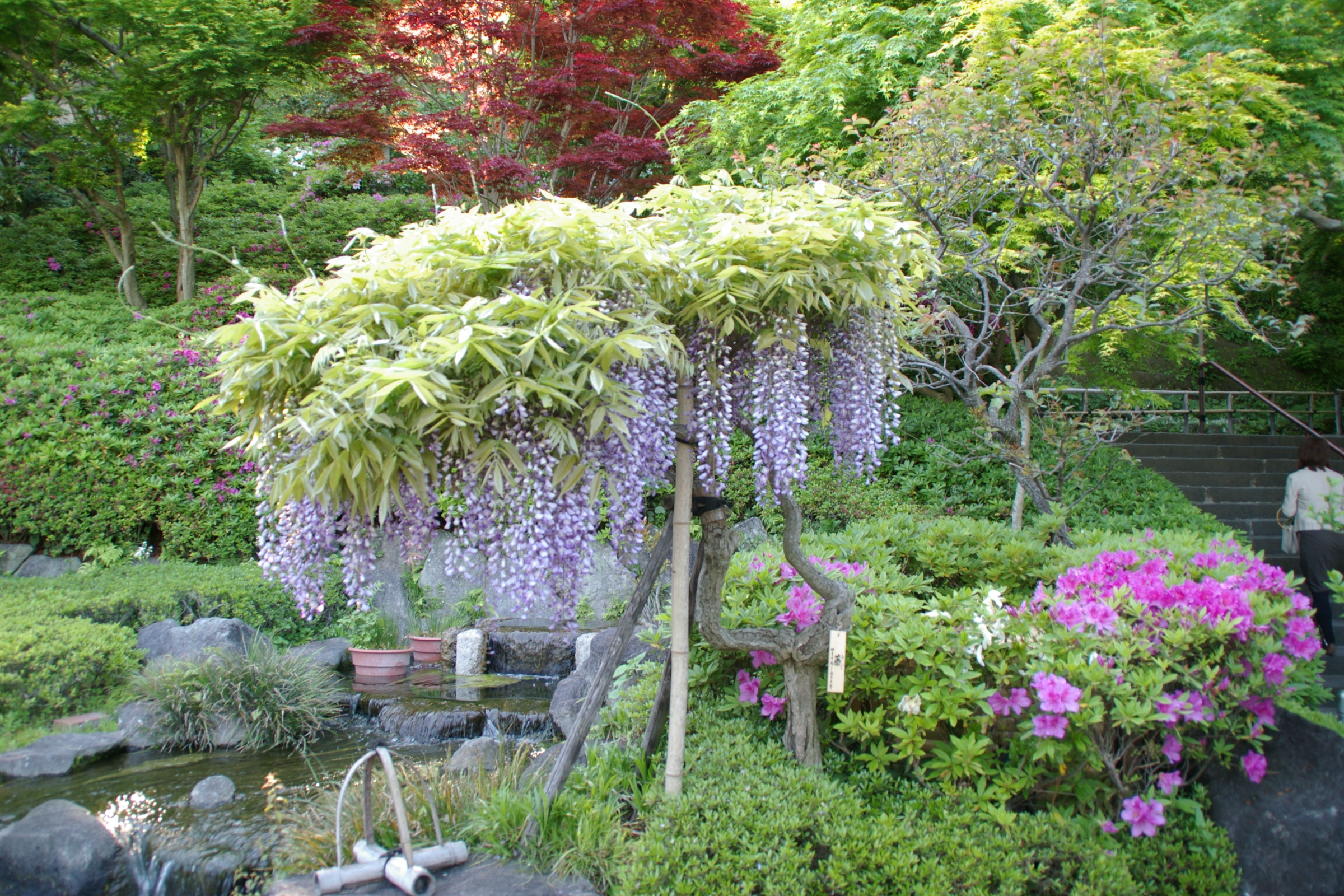 ｇｗシリーズ 鎌倉 長谷寺 鎌倉 神奈川県 の旅行記 ブログ By Morino296さん フォートラベル