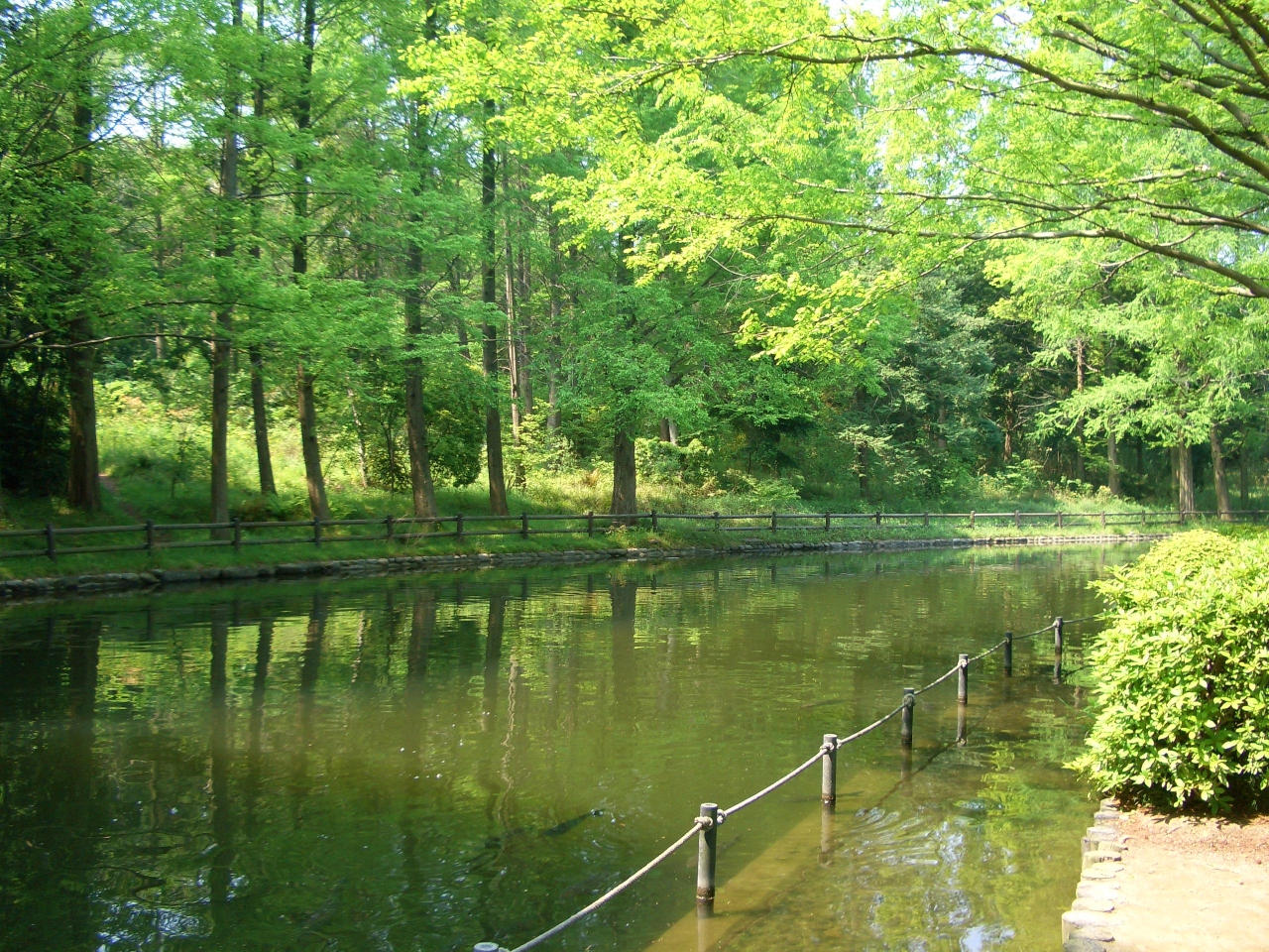花と緑がいっぱい 万博記念公園 自然文化園 日本庭園を隅々まで歩こう の巻 吹田 万博公園 大阪 の旅行記 ブログ By まゆままさん フォートラベル 花と緑がいっぱい 万博記念公園 自然文化園 日本庭園を隅々まで歩こう の巻 吹田 万博公園 大阪 の旅行記 ブログ By まゆままさん フォートラベル
