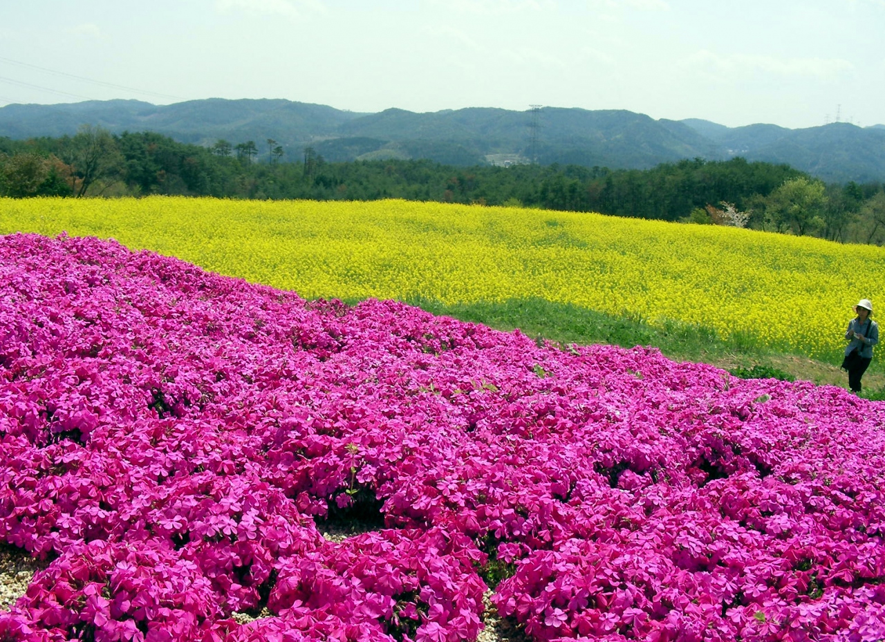 広島県世羅高原の芝桜 ポピー チューリップの花を訪ねて 世羅 広島県 の旅行記 ブログ By Alcatさん フォートラベル
