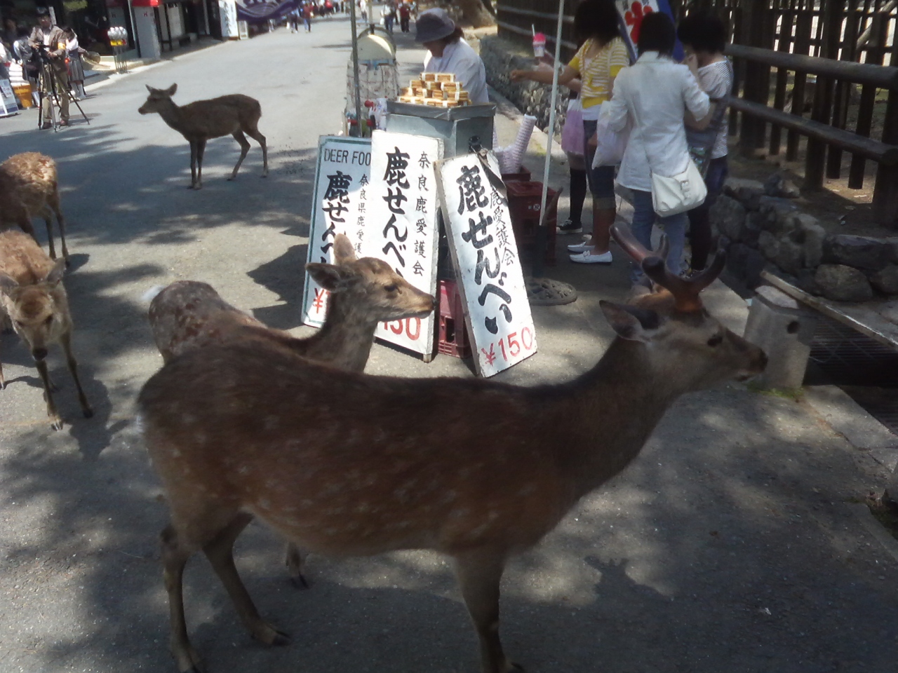 奈良の鹿せんべい 奈良市 奈良県 の旅行記 ブログ By ジェームズ ボンドさん フォートラベル