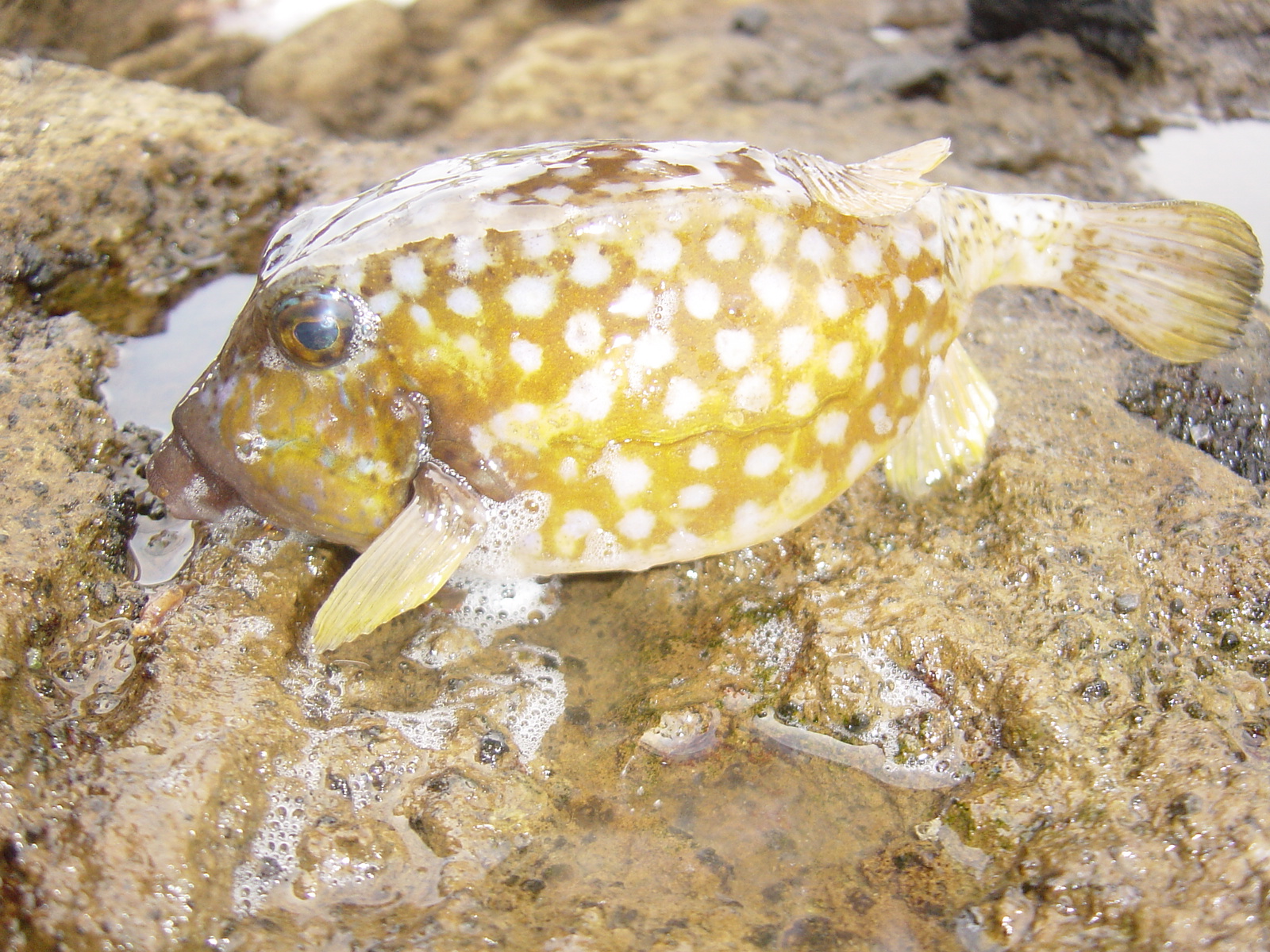 済州島でお魚釣り 済州島 チェジュ 韓国 の旅行記 ブログ By 浦島はなこさん フォートラベル