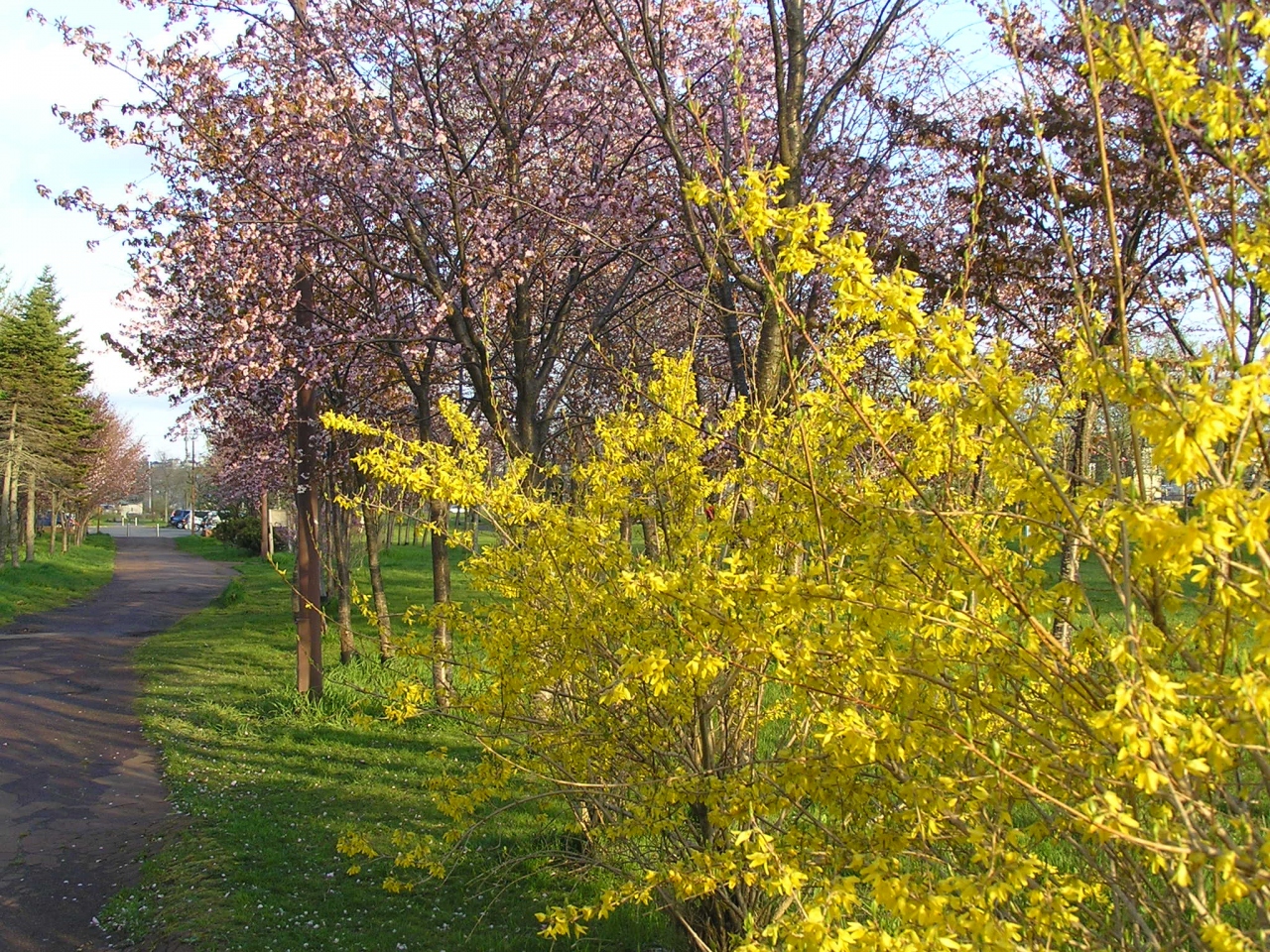 5月日 釧路は桜の季節 釧路 北海道 の旅行記 ブログ By ツーリスト今中さん フォートラベル 5月日 釧路は桜の季節 釧路 北海道 の旅行記 ブログ By ツーリスト今中さん フォートラベル