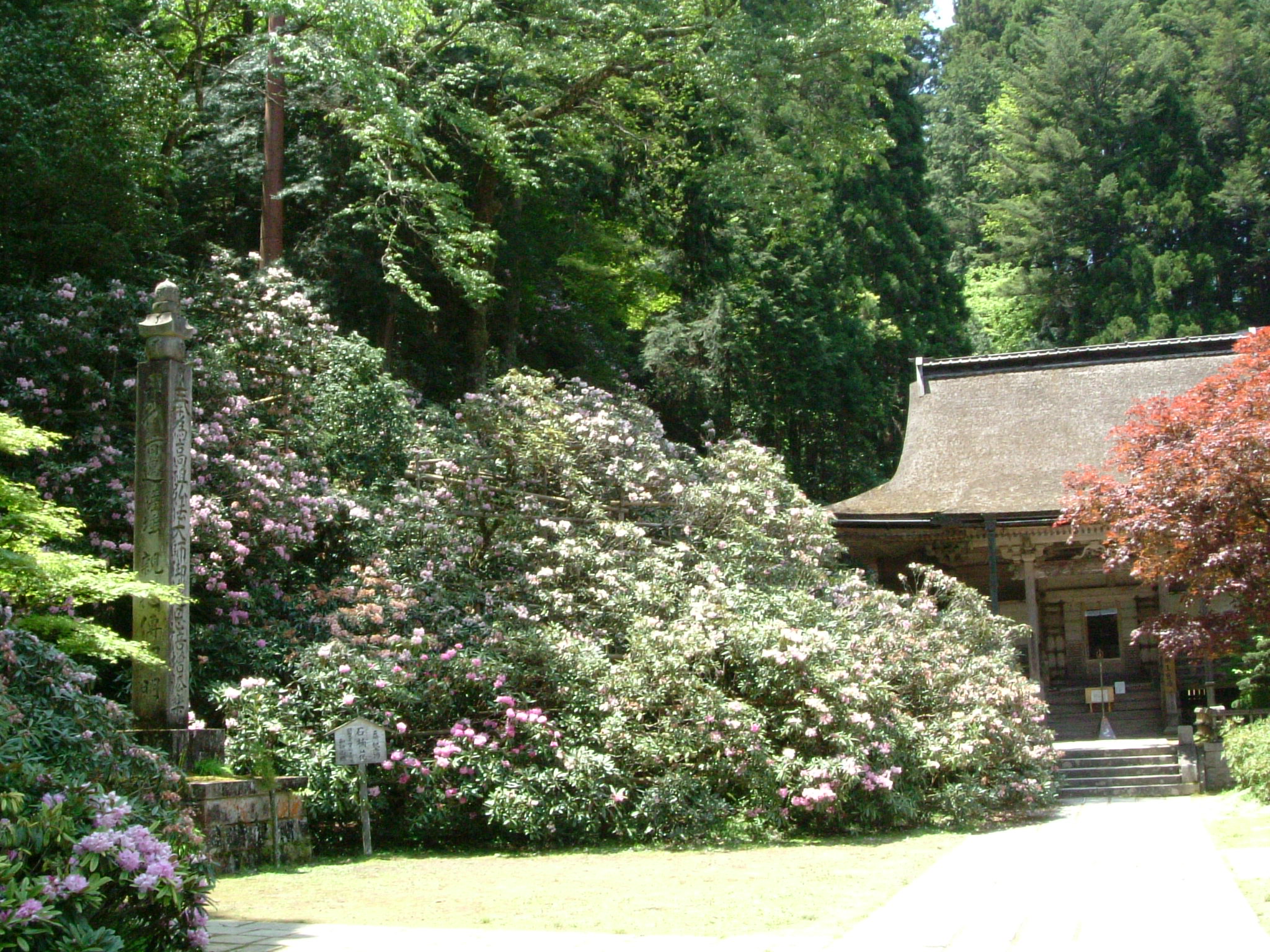 高野山金剛三昧院のシャクナゲ 高野山周辺 和歌山県 の旅行記 ブログ By Ohchanさん フォートラベル 高野山金剛三昧院のシャクナゲ 高野山周辺 和歌山県 の旅行記 ブログ By Ohchanさん フォートラベル