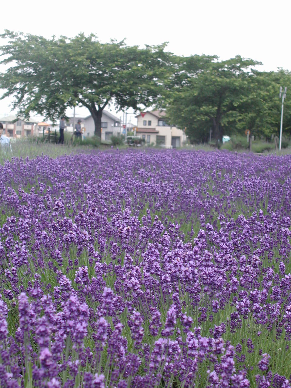 菖蒲町あやめ ラベンダーの里 ラベンダー苑 行田 羽生 加須 埼玉県 の旅行記 ブログ By いっちゃんさん フォートラベル