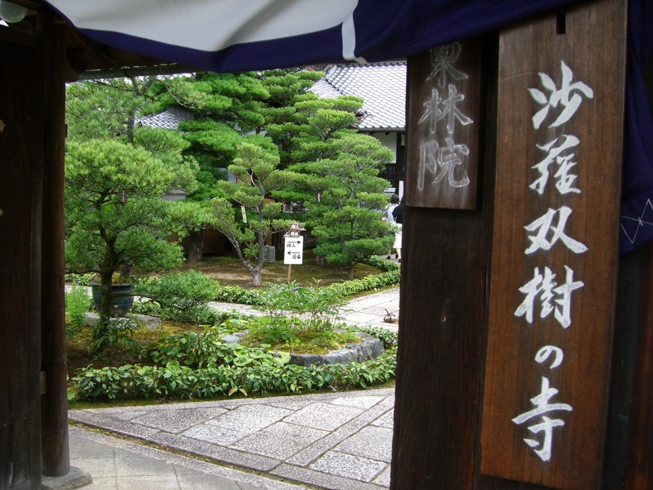 沙羅の花を愛でる会 京都の旅行記 ブログ By Fuminohichanさん フォートラベル