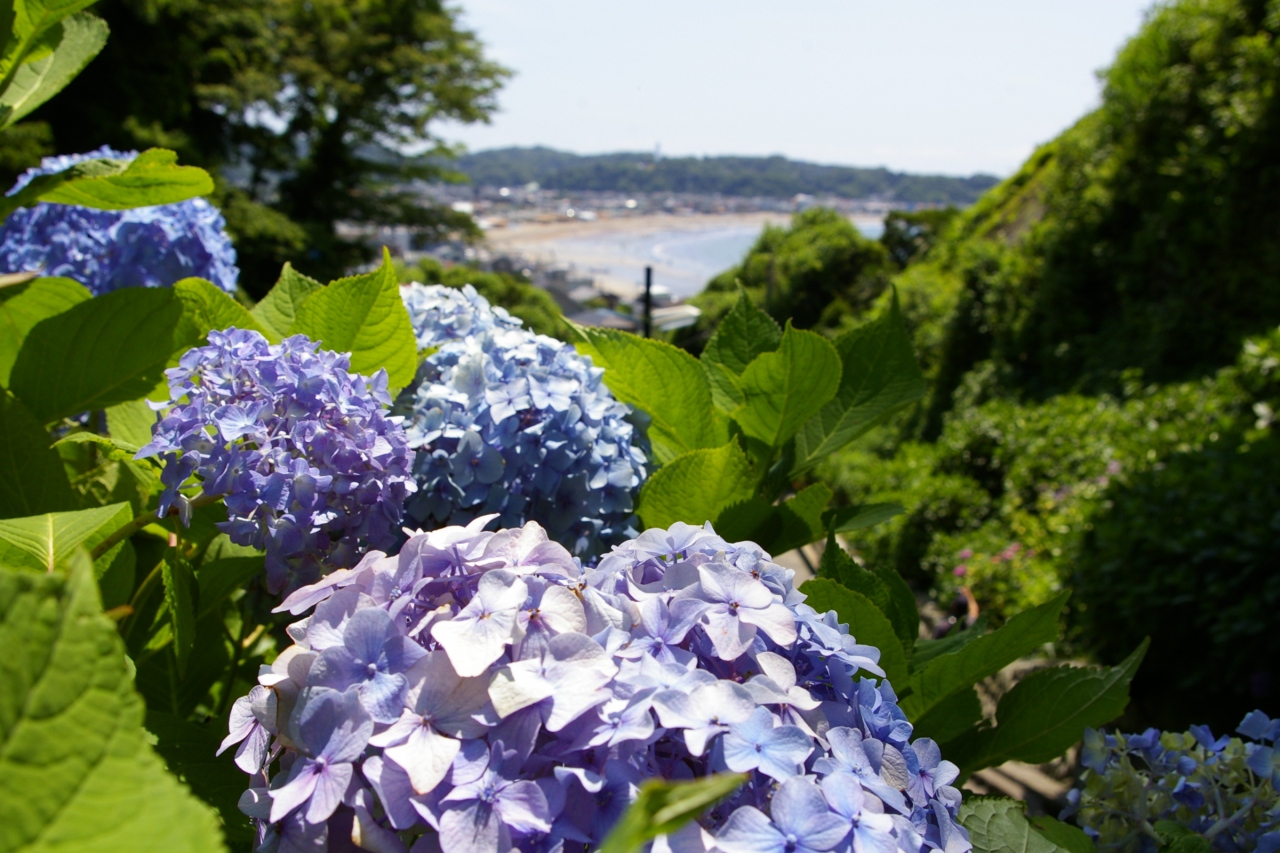 鎌倉の薔薇と紫陽花 鎌倉 神奈川県 の旅行記 ブログ By ぬいぬいさん フォートラベル