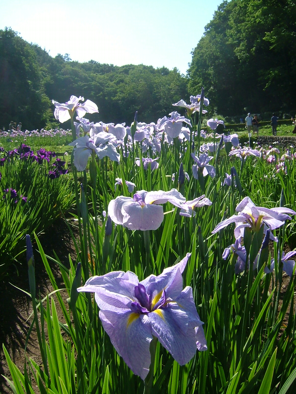 吹上しょうぶ公園とあじさいの寺 青梅 東京 の旅行記 ブログ By まりももさん フォートラベル