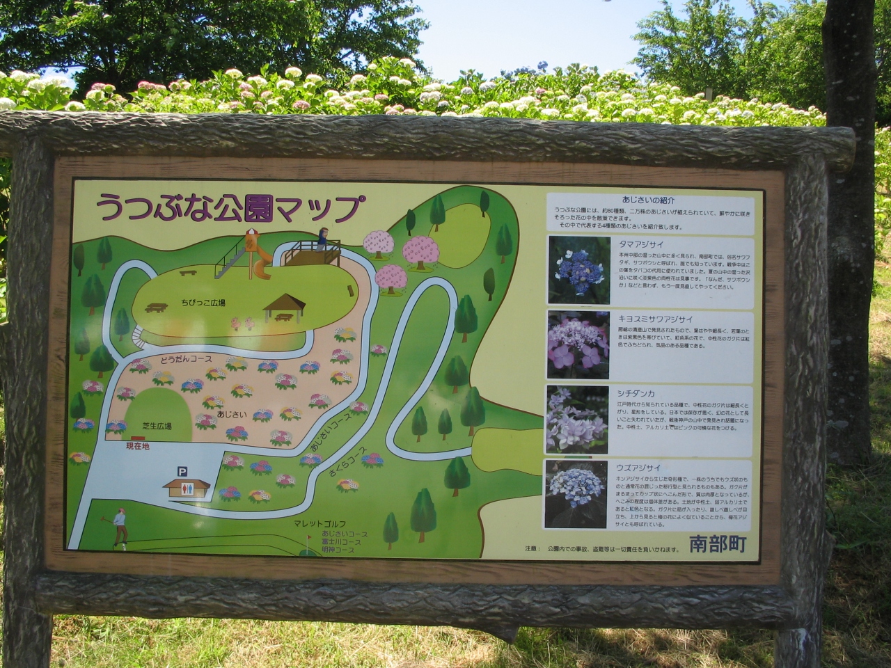 うつぶな公園 あじさい祭り 内船温泉 船山温泉 山梨県 の旅行記 ブログ By Sayakaさん フォートラベル うつぶな公園 あじさい祭り 内船温泉 船山温泉 山梨県 の旅行記 ブログ By Sayakaさん フォートラベル