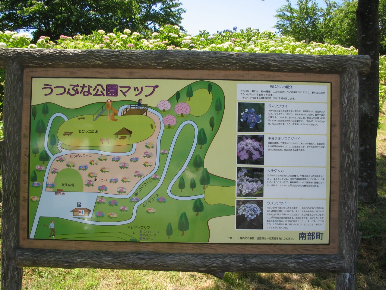 うつぶな公園 あじさい祭り 内船温泉 船山温泉 山梨県 の旅行記 ブログ By Sayakaさん フォートラベル