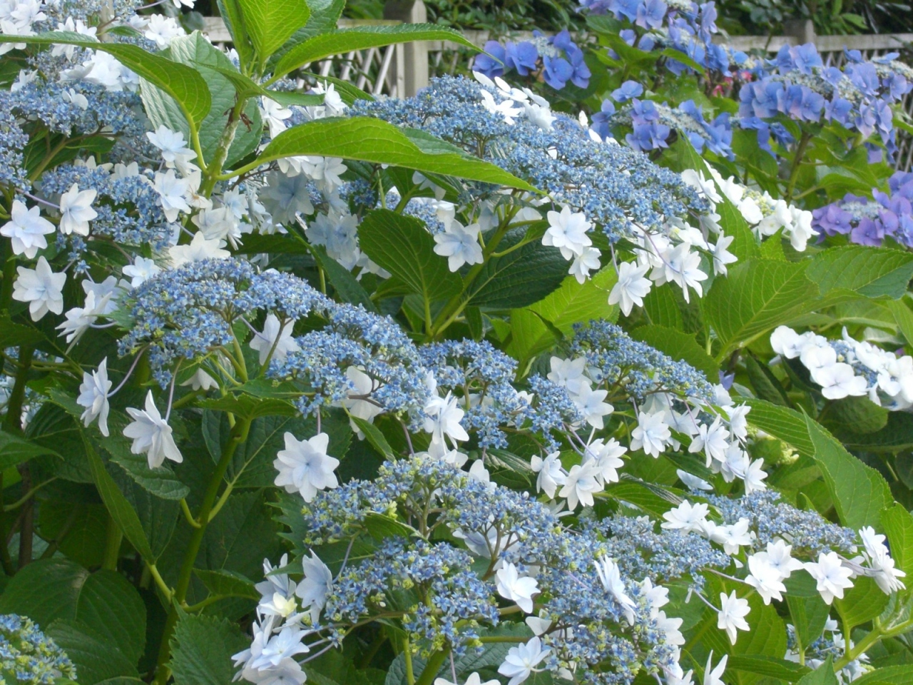 千葉市花の美術館 アジサイ編 千葉市 千葉県 の旅行記 ブログ By Yo Haiさん フォートラベル 千葉市花の美術館 アジサイ編 千葉市 千葉県 の旅行記 ブログ By Yo Haiさん フォートラベル