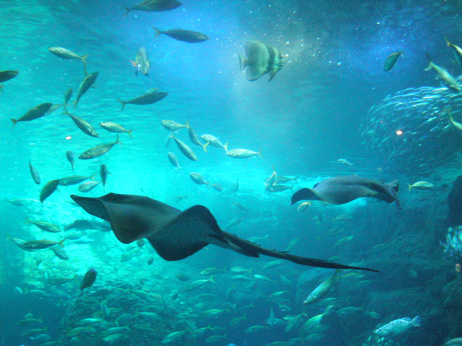 新江ノ島水族館 鎌倉 神奈川県 の旅行記 ブログ By 梅酒さん フォートラベル