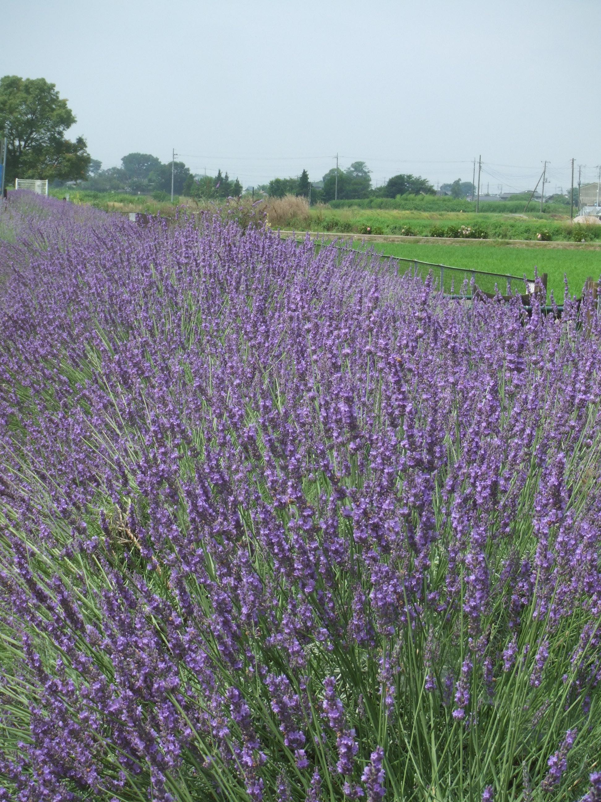 さいたま菖蒲町のラベンダーは最高 鴻巣 桶川 北本 埼玉県 の旅行記 ブログ By 温泉大好き さん フォートラベル