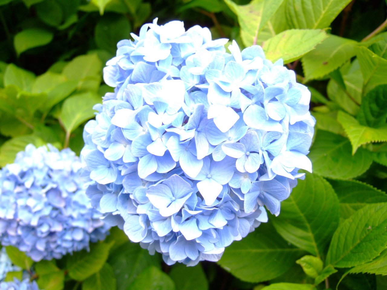 森林植物園のあじさい 兵庫県の旅行記 ブログ By Isanaさん フォートラベル 森林植物園のあじさい 兵庫県の旅行記 ブログ By Isanaさん フォートラベル