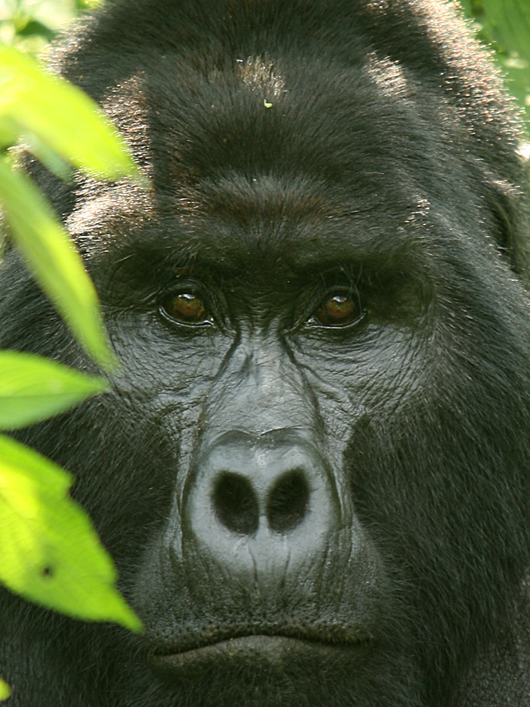 マウンテンゴリラに逢いにトレッキング Bwindi ブウィンディ Uganda ウガンダ アフリカ ブウィンディ国立公園周辺 ウガンダ の旅行記 ブログ By Kuropisoさん フォートラベル