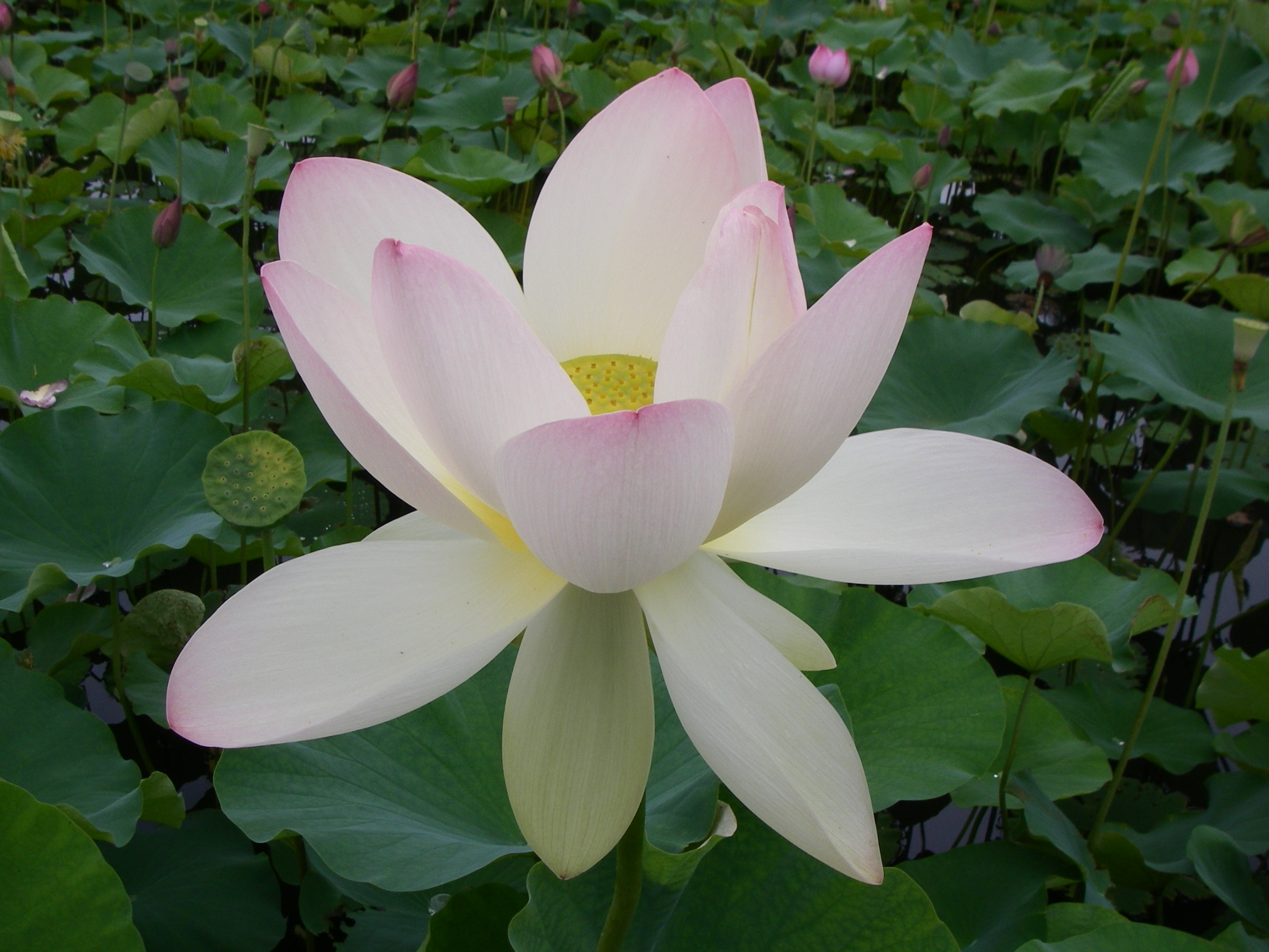 今が見ごろ蓮の花 岩槻 埼玉県 の旅行記 ブログ By 明日葉さん フォートラベル