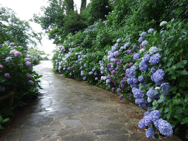 伊豆の旅 下田の紫陽花 下田 静岡県 の旅行記 ブログ By Warajiさん フォートラベル 伊豆の旅 下田の紫陽花 下田 静岡県 の旅行記 ブログ By Warajiさん フォートラベル