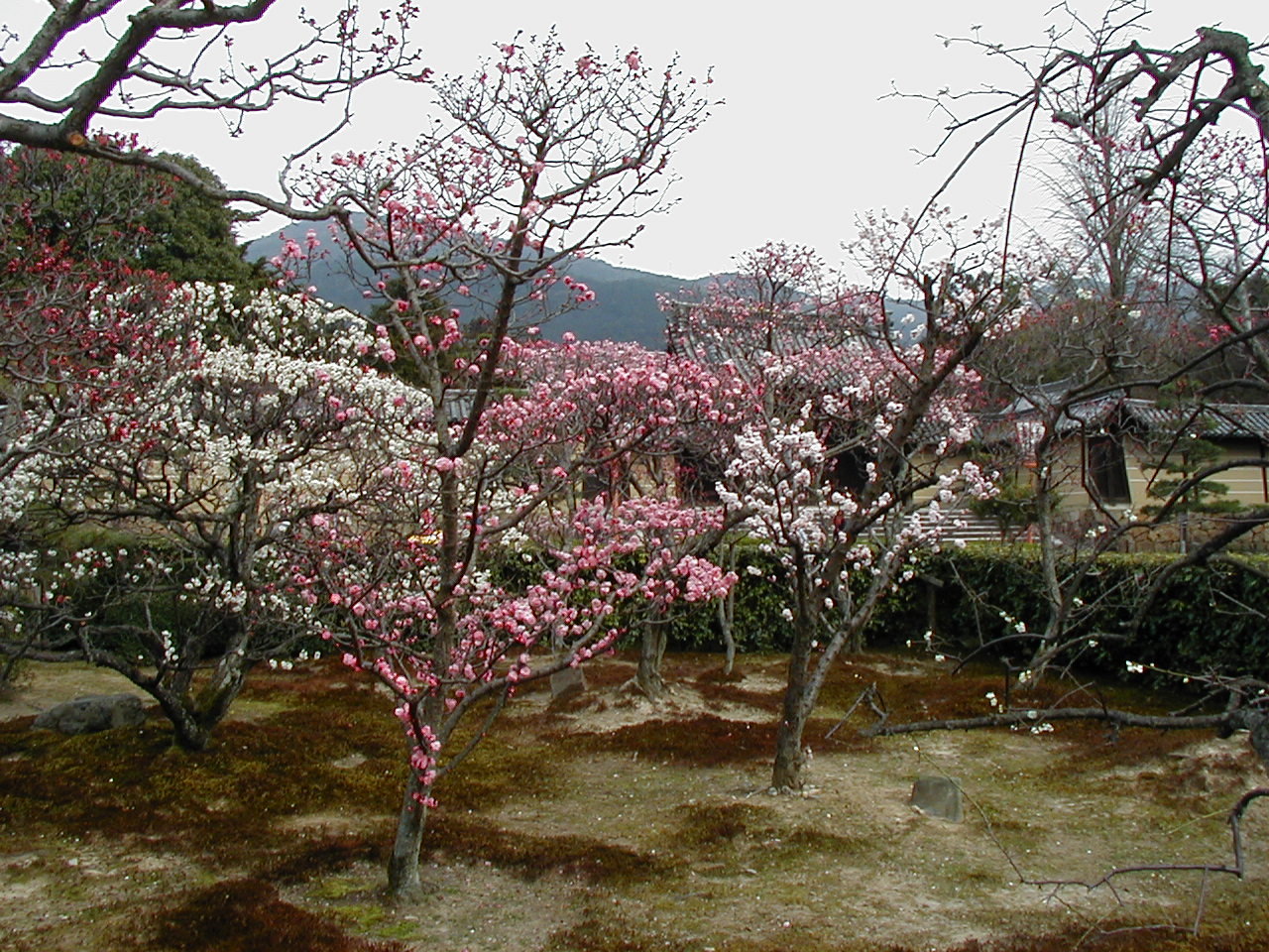 観梅 小野小町ゆかりの 随心院 京都市山科区 山科 京都 の旅行記 ブログ By Joecoolさん フォートラベル 観梅 小野小町ゆかりの 随心院 京都市山科区 山科 京都 の旅行記 ブログ By Joecoolさん フォートラベル