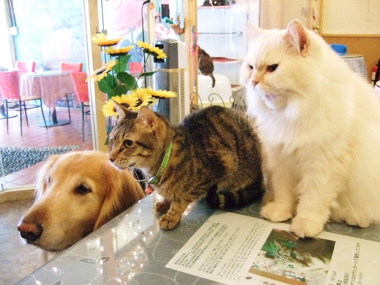 07年 真夏の台湾 猫カフェpart2 士林夜市編 台北 台湾 の旅行記 ブログ By サリーさん フォートラベル