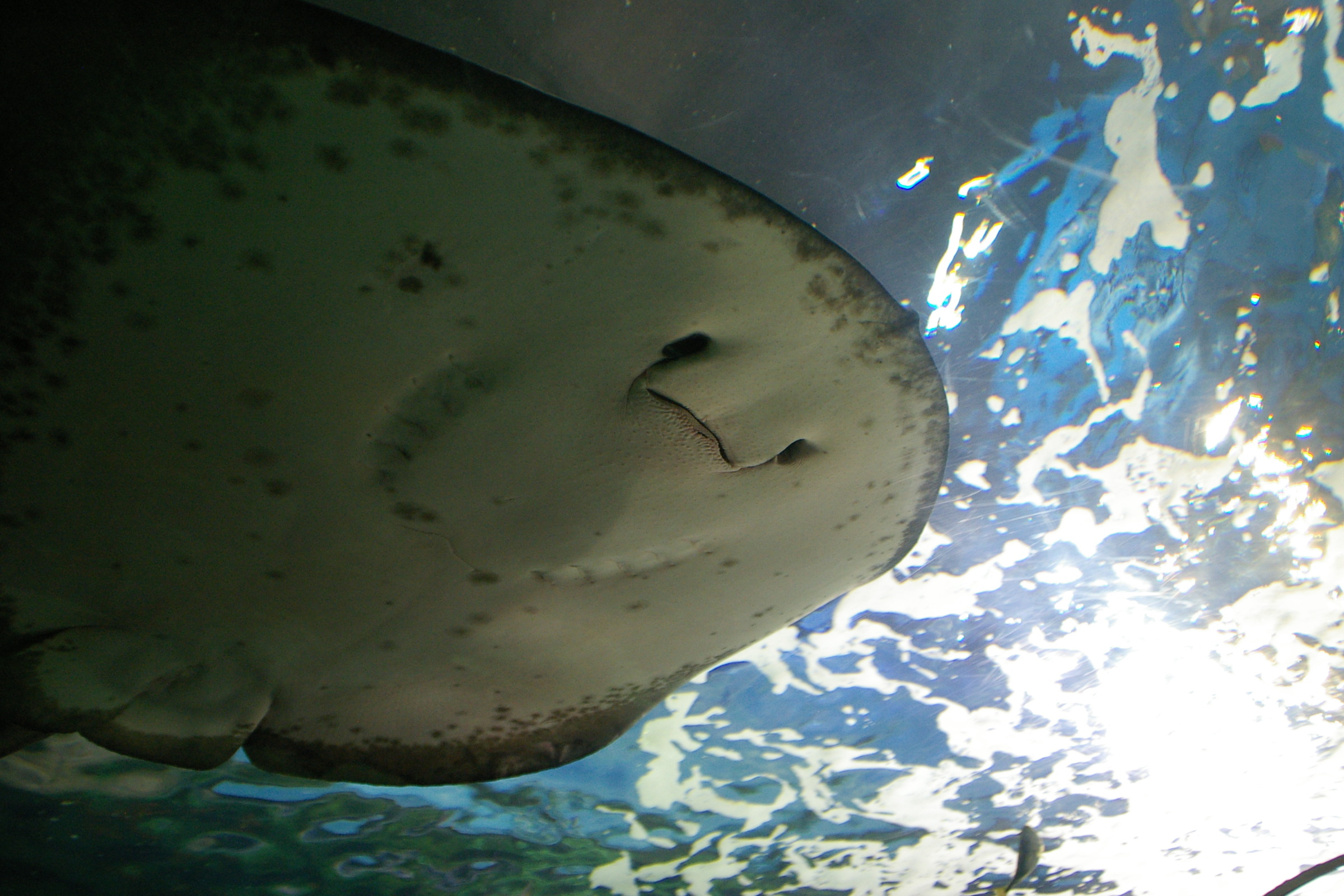 品川水族館からお台場へ夏の東京の海を散歩 品川 東京 の旅行記 ブログ By Canさん フォートラベル 品川水族館からお台場へ夏の東京の海を散歩 品川 東京 の旅行記 ブログ By Canさん フォートラベル